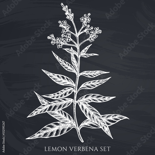 Tea herbs hand drawn vector illustrations collection. Chalk lemon verbena. photo
