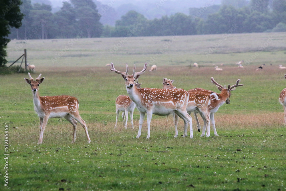 A view of some Fallow Deer A view of some Fallow Deer