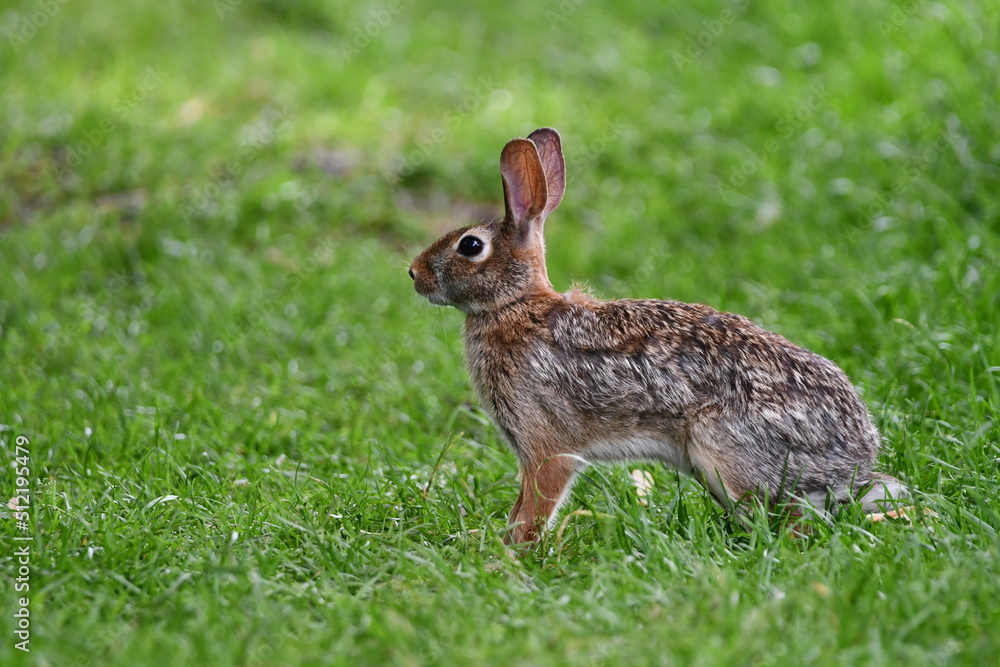 Fototapeta premium Eastern Cottontail Bunny Rabbit on grass in park looking around