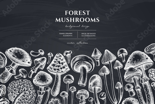Forest mushrooms hand drawn illustration design. Background with chalk mushrooms, fly agaric, blewit, etc.