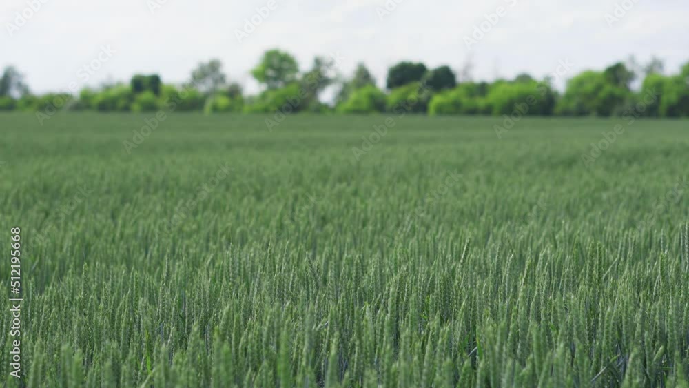 Ripening ears of meadow green wheat field. Beautiful Nature, Rural Scenery Ripening ears of meadow green wheat field. Beautiful Nature, Rural Scenery