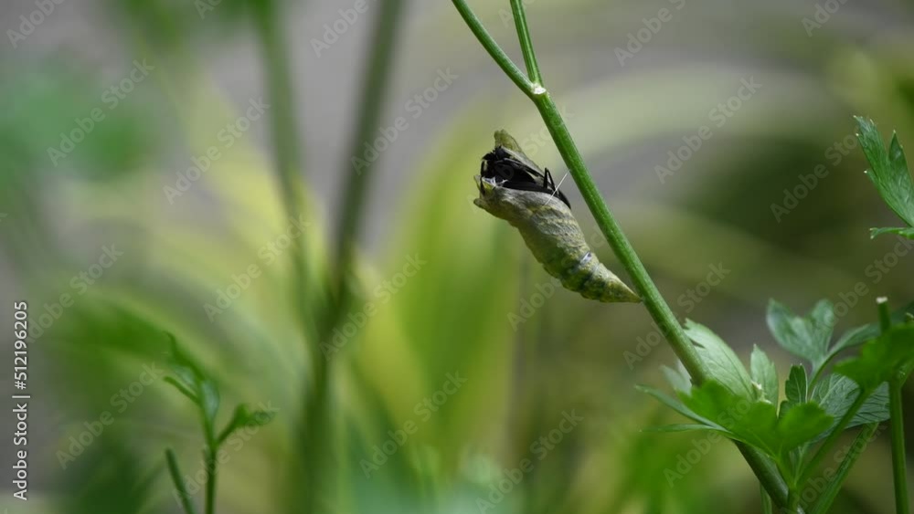 Black Swallowtail Butterfly Metamorphosis Black Swallowtail Butterfly Metamorphosis