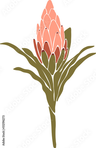 Pink Protea flower Vector illustration isolated on white background. tropical wildflower trendy blossom plant