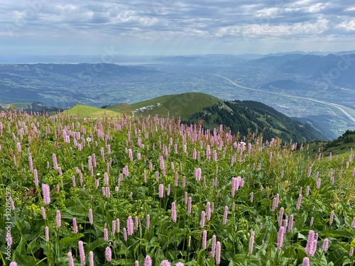 Kamor with flower meadow in Alpstein, Appenzell, Switzerland, Rhine valley and Lake of Constance in the background. photo