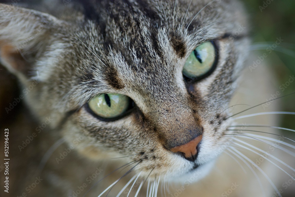 close up portrait of a cat