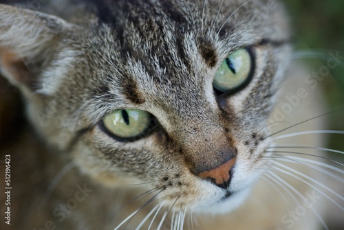 close up portrait of a cat © Aras