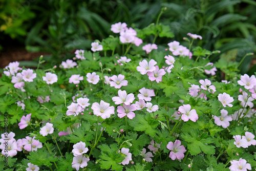 Meadow cranesbill geranium 'Bremdream' in flower.