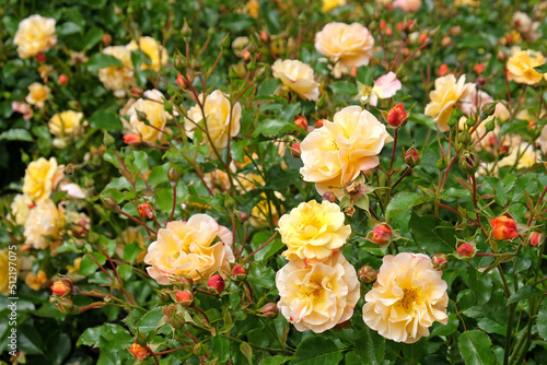 Vászonkép Rose Flower Carpet Amber in flower