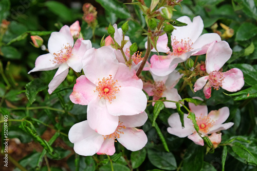 Rose 'The Charlatan' in flower