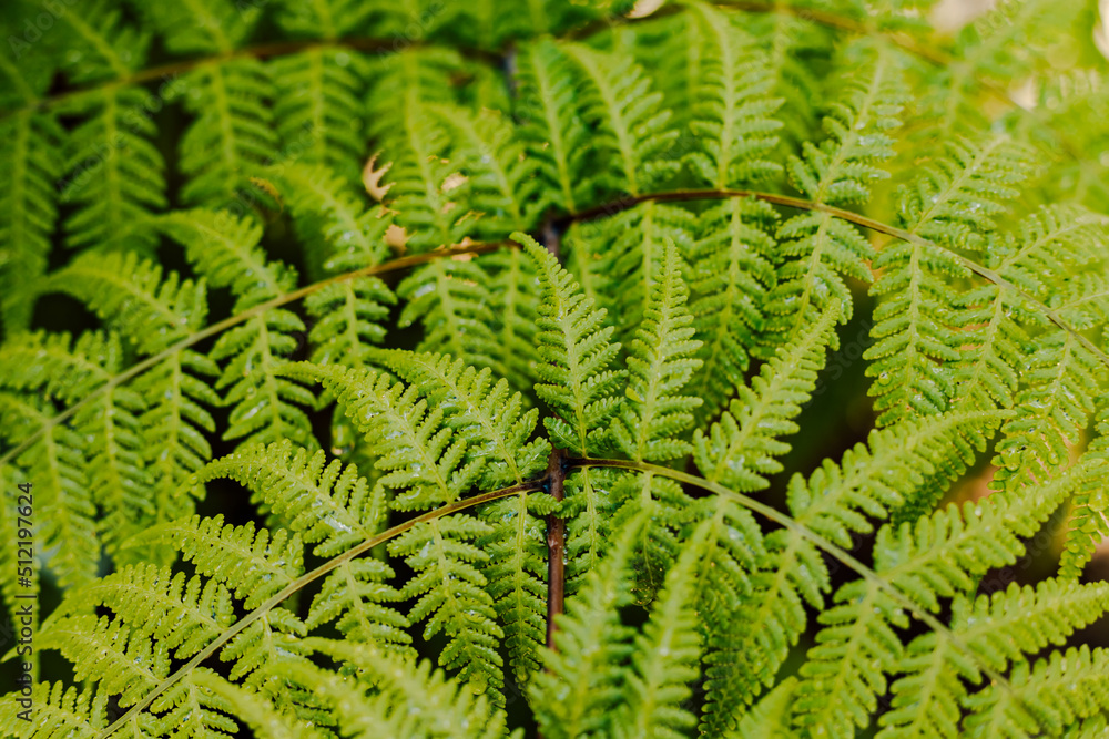 Beautiful juicy green fern leaves macro shooting