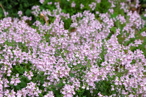 Nemesia denticulata Confetti in flower