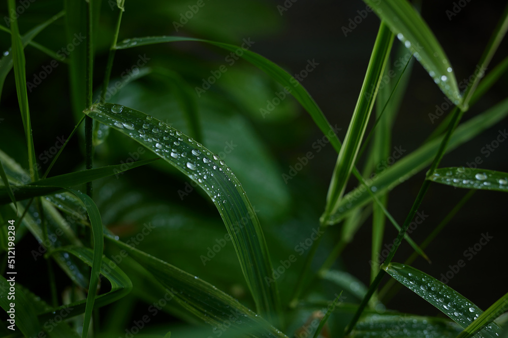 large green leaves with dew drops, background of green leaves large green leaves with dew drops, background of green leaves