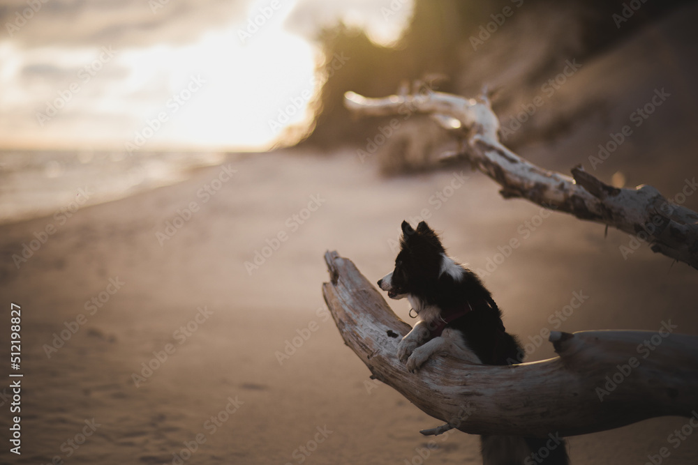 Border Collie leży grzecznie na drzewie nad morzem przy wschodzie słońca