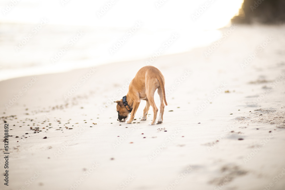 Szczeniak whippet wyjada coś z piasku