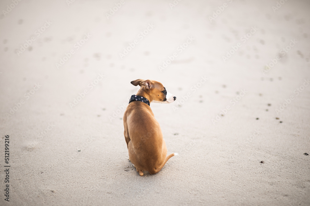 Jasny szczeniak whippet siedzi grzecznie na plaży