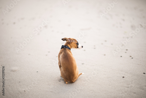Obraz na płótnie Jasny szczeniak whippet siedzi grzecznie na plaży w salonie