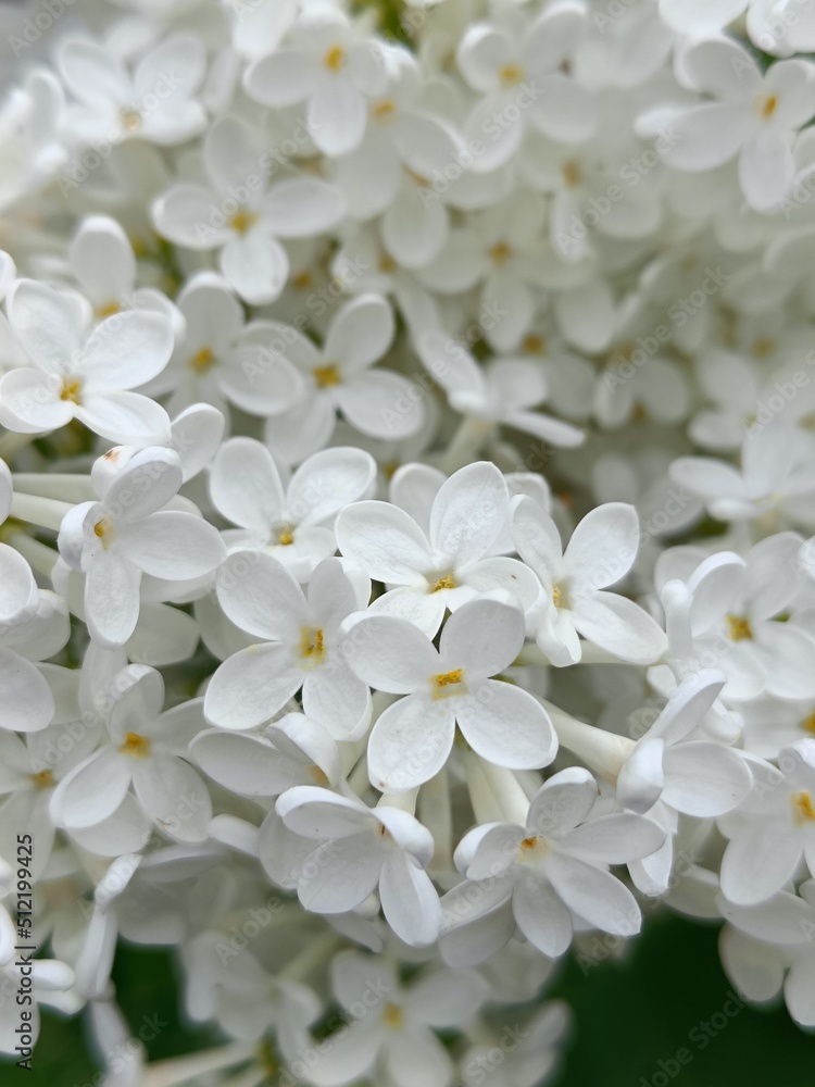 Lilac Lilac