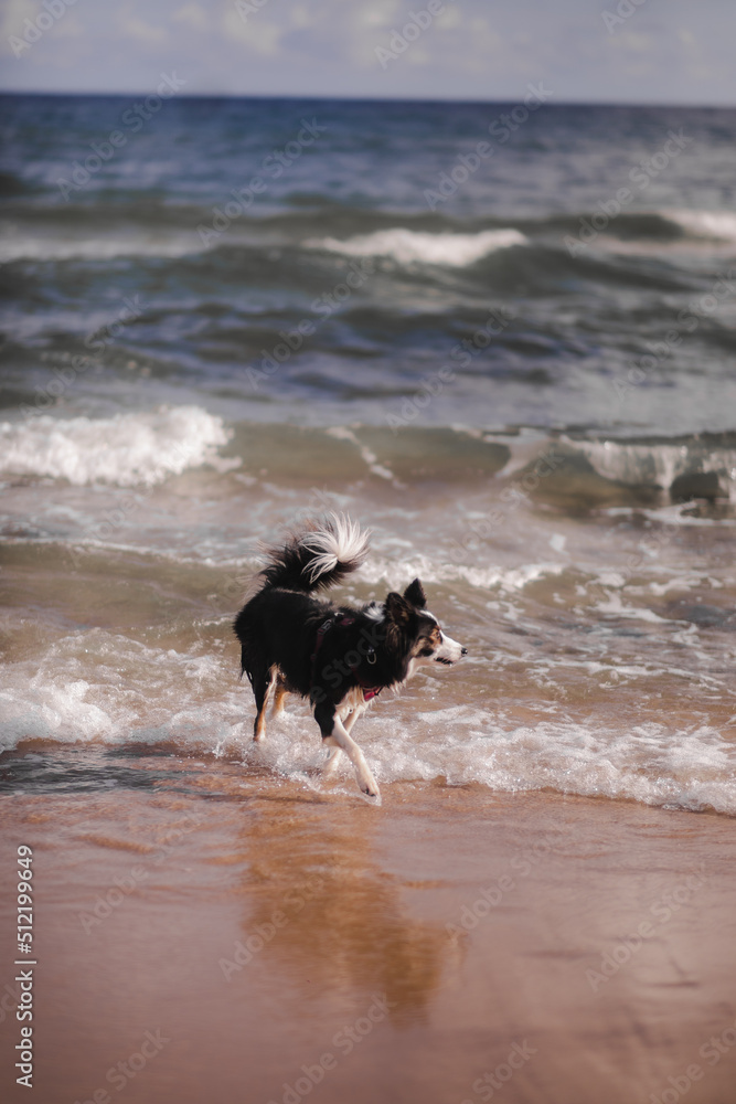 Tricolour border collie biega po brzegu na plaży