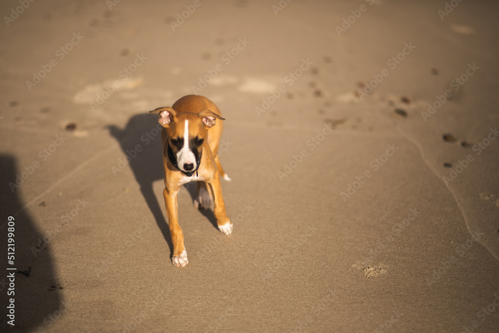 Szczeniak whippet socjalizuje się na plaży