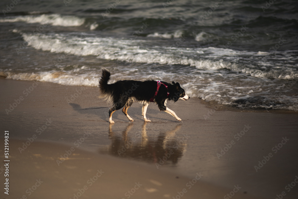 Tricolour border collie biega po brzegu na plaży