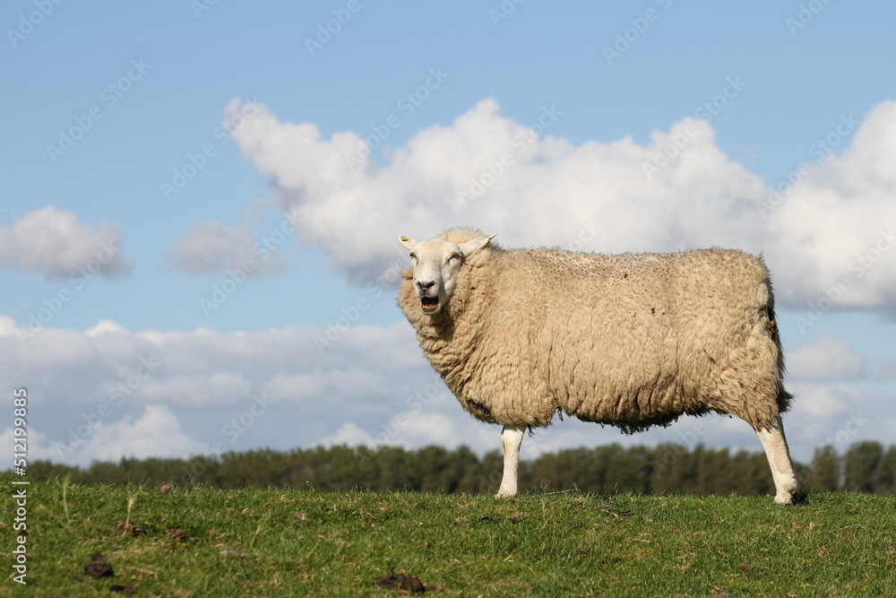 hetlinger redoubt with close up of sheep