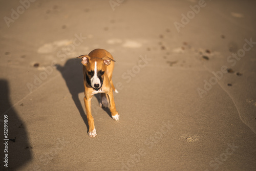 Obraz na płótnie Szczeniak whippet socjalizuje się na plaży w salonie
