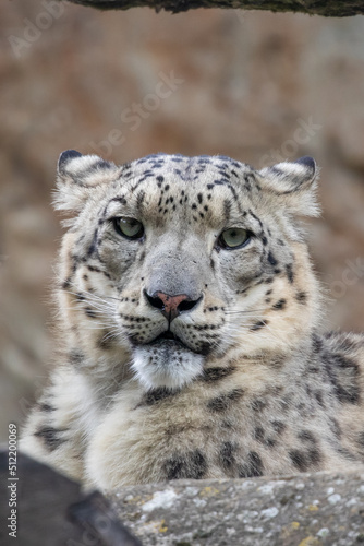 Snow leopard - Panthera uncia