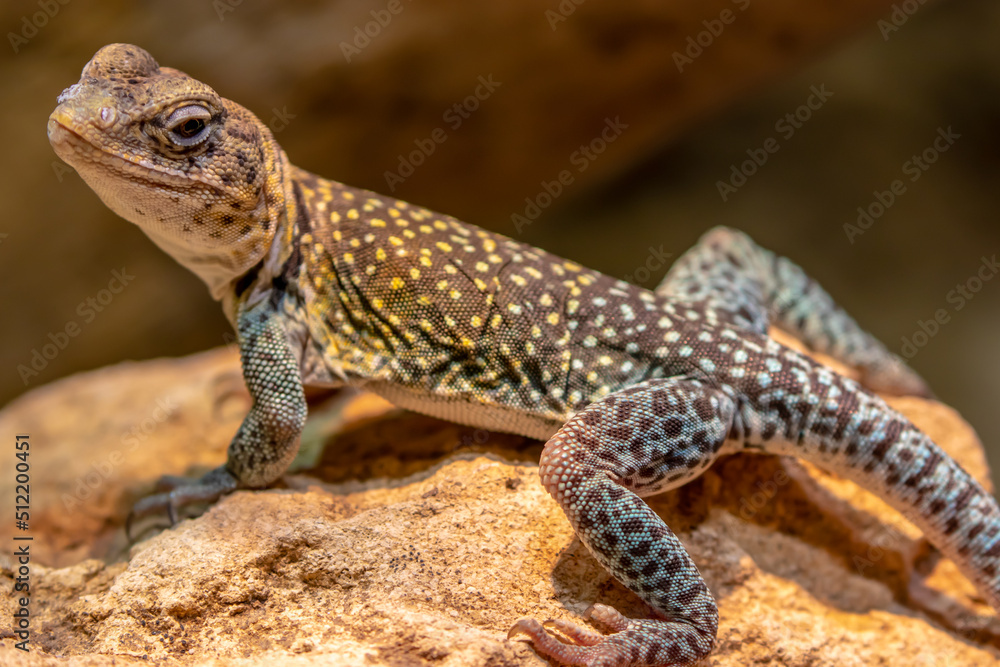 Common collared lizard - Crotaphytus collaris Common collared lizard - Crotaphytus collaris