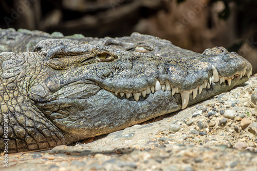 Nile crocodile - Crocodylus niloticus