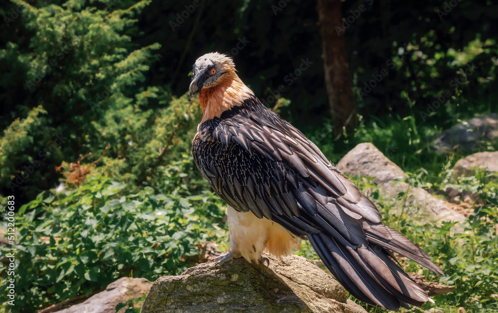 Fototapeta premium a bearded vulture looking around