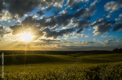 Fototapeta Naklejka Na Ścianę i Meble -  Rzepak_2022