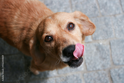 Nice Caramel Dog Licking
