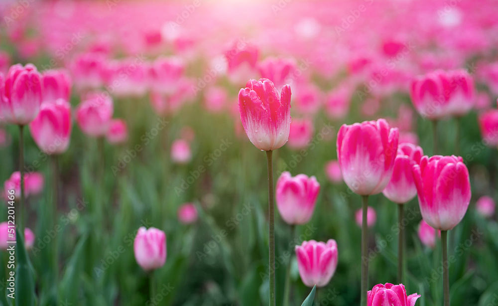A glade of pink tulips. Beautiful background with flowers.