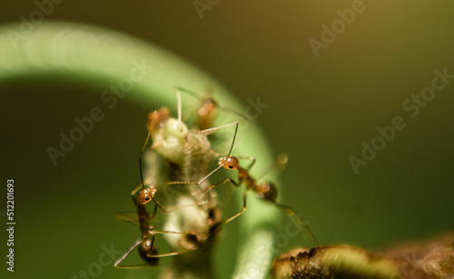 ant on leaf © Hasitha