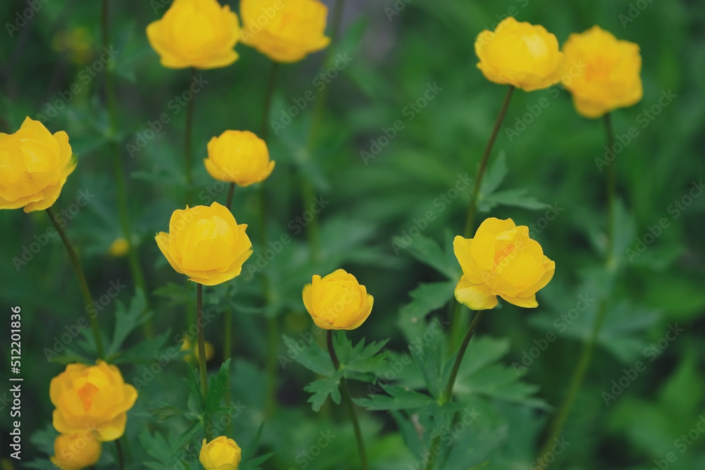 bright yellow flowers on a background of greenery close-up bright yellow flowers on a background of greenery close-up
