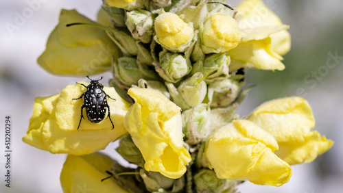 Oxythyrea funesta a phytophagous beetle species belonging to the family Cetoniidae,on yellow flowers of Verbascum thapsus or common mullein flowering plant,in June in the Italian Lazio region photo