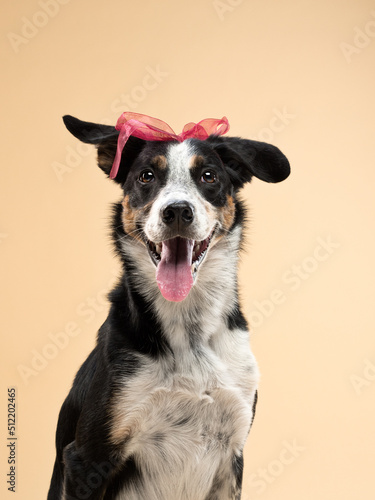 dog with a bow on his head on beige background