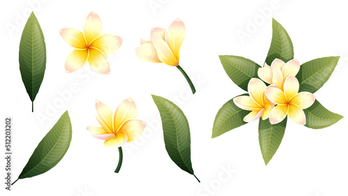 Set of yellow plumeria flowers and green leaves on an isolated background. Tropical frangipani flower elements for decoration, stickers, design, etc