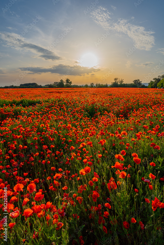 wild red poppy field in sunset light, countryside and floral concept, warm sunset light over a field of wild poppies in blossom, Slovakia, Europe