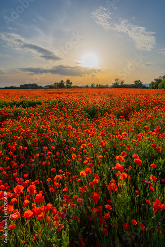 wild red poppy field in sunset light  countryside and floral concept  warm sunset light over a field of wild poppies in blossom  Slovakia  Europe