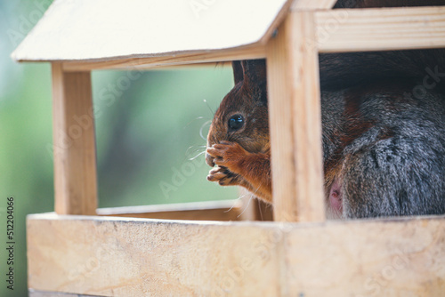 A red-haired, adult squirrel eats nuts in a homemade feeder in a city park on a sunny summer day close-up. A squirrel eats food in a feeder.