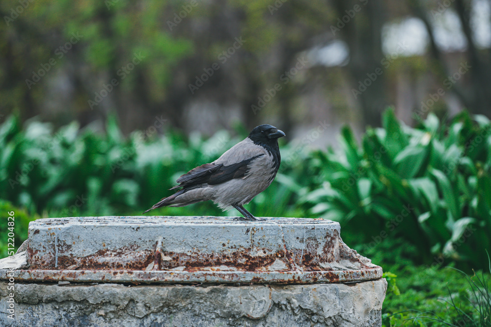 A gray crow with a broken wing sits on a metal wroughtiron hatch and