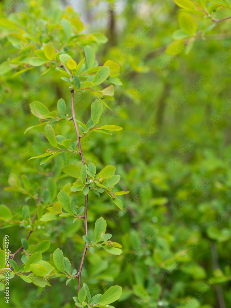 Obraz premium Spring pruning of shrubs. Gardener is trimming, cutting the bush, forms a ball to stimulate branching and new growth, flowering. Barberry bush gave new shoots after shearing. Flower business, rooting.