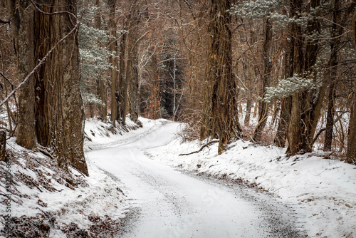 winter in the forest