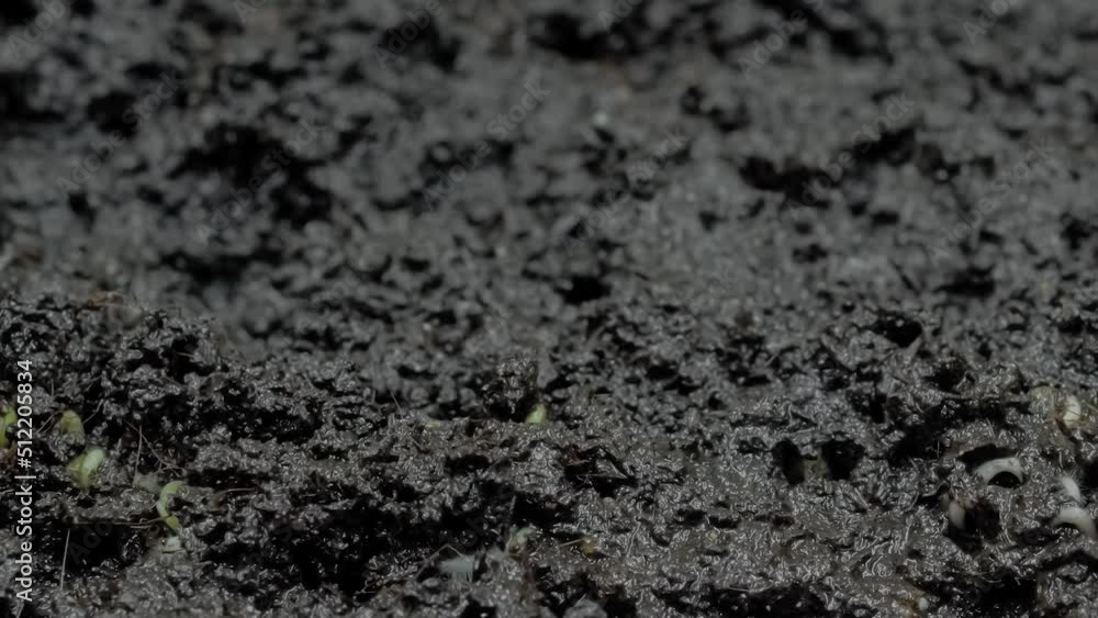 Many fresh microgreens arugula, rucola sprouts growing: timelapse, close up view, macro. Spring, germination, natural, raw, growth, healthy food and time lapse concept Many fresh microgreens arugula, rucola sprouts growing: timelapse, close up view, macro. Spring, germination, natural, raw, growth, healthy food and time lapse concept