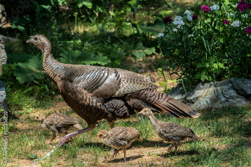 mother turkey running with her baby fledgling turkeys