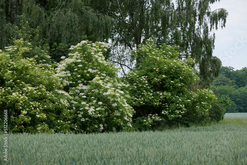 Kwitnące krzewy czarnego bzu. Kwiaty czarnego bzu sa doskonałe na nalewkę i naleśniki.