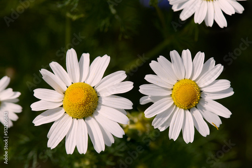 Zbliżenie białych kwiatów rumianek, rumian, stokrotka. Żółte serca, słoneczne kolory. Biel, close-up, makro, bokeh.