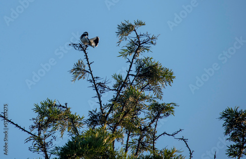 Australian Magpie-Lark (Grallina cyanoleuca) photo