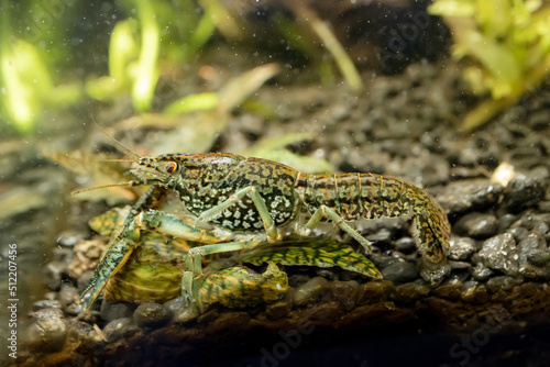 Aquarium marble crayfish. life under water photo